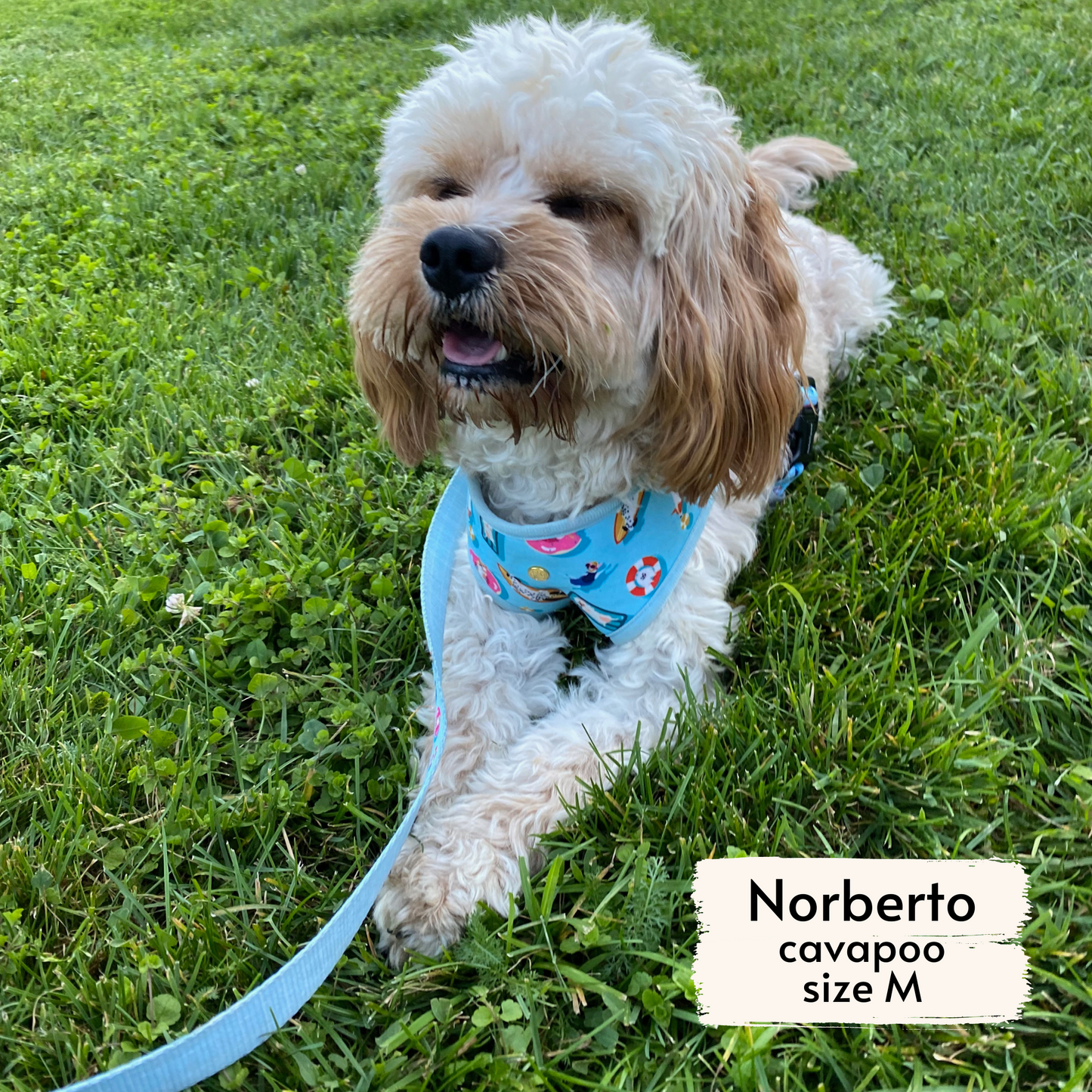 pool pups reversible harness