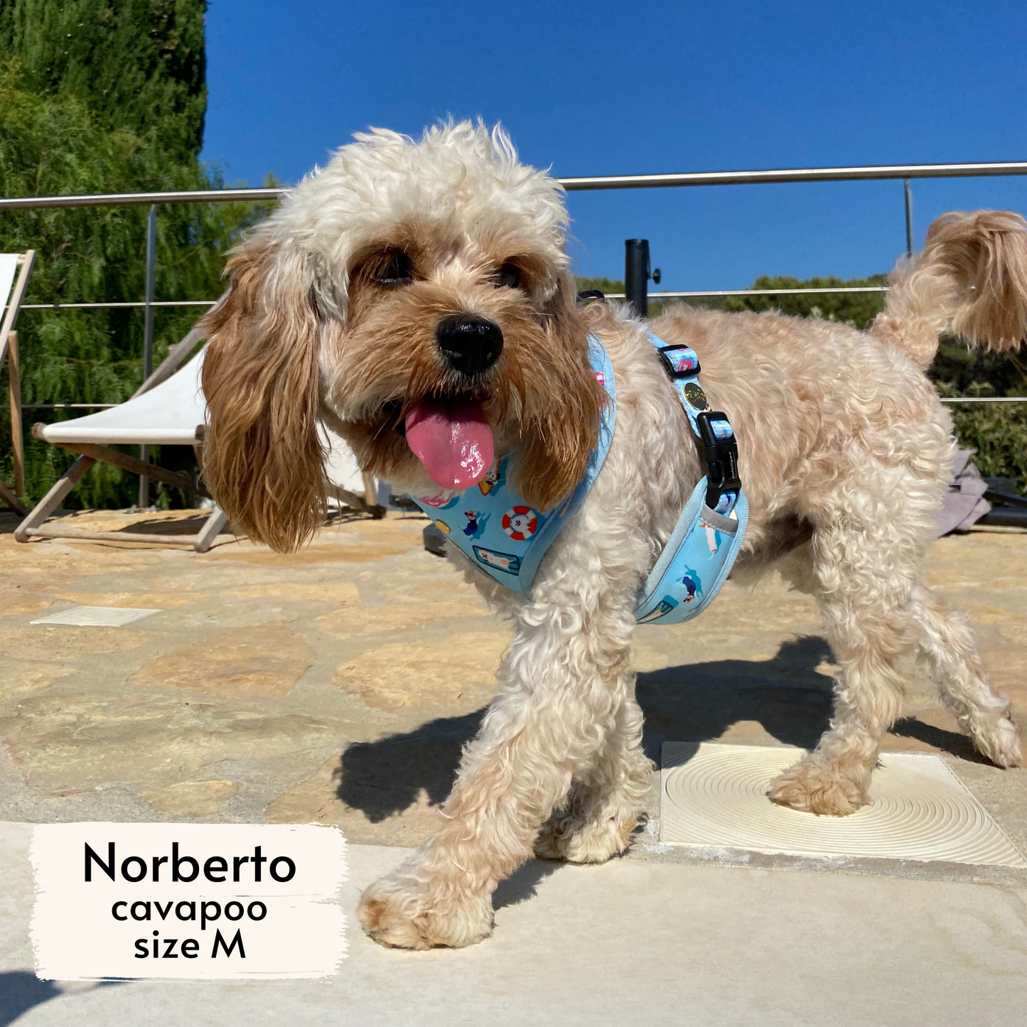 pool pups reversible harness