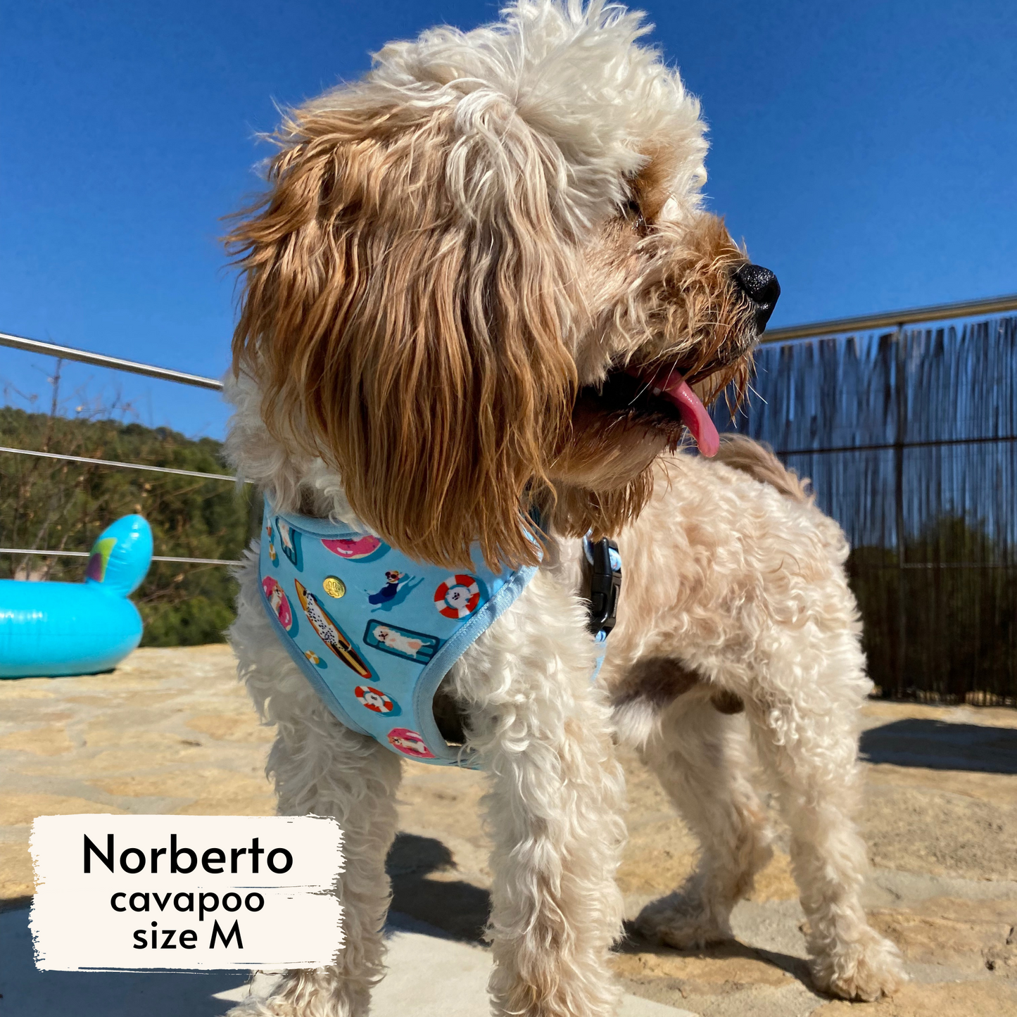 pool pups reversible harness