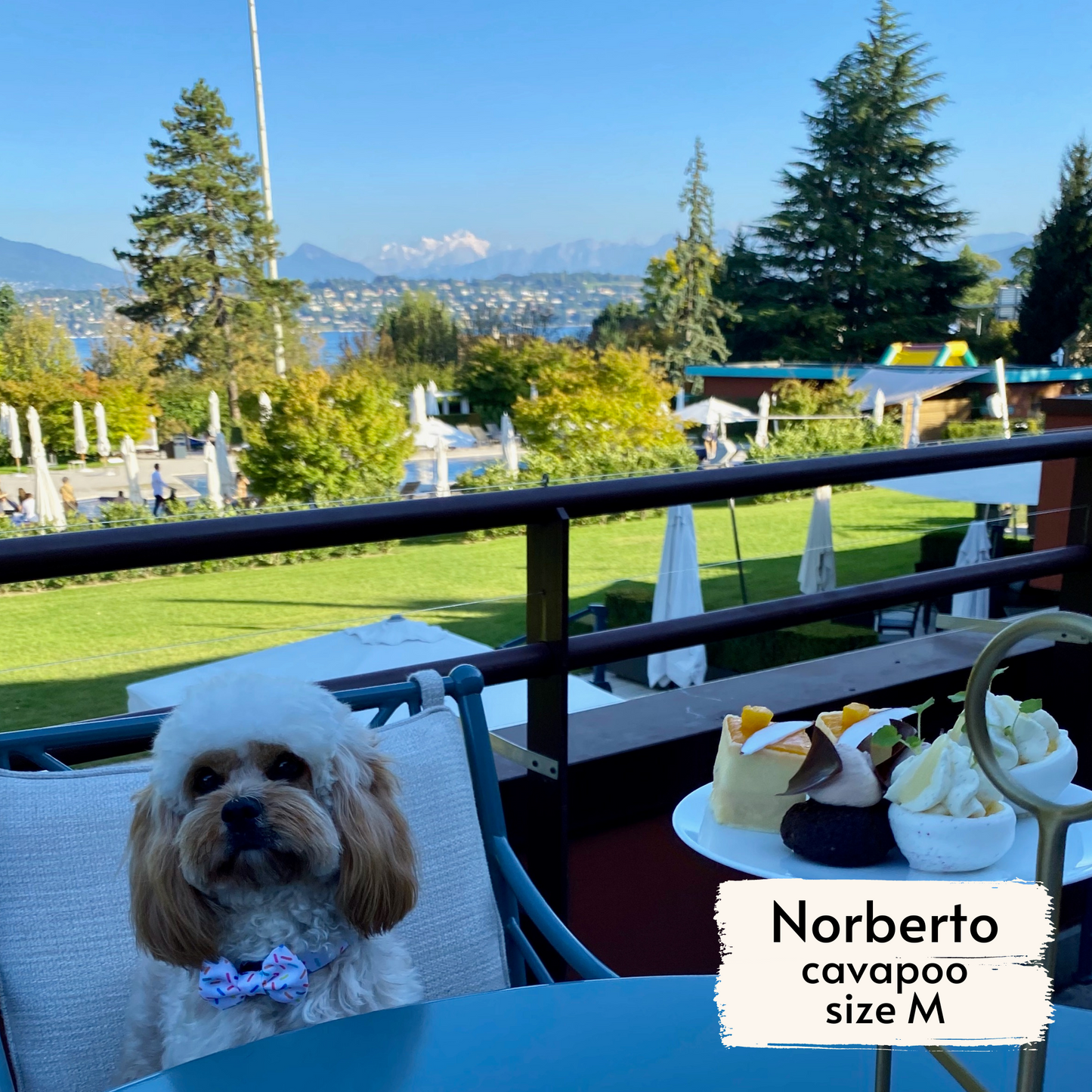 pata paw confetti collar and bowtie worn by a medium-sized dog, Norberto, cavapoo