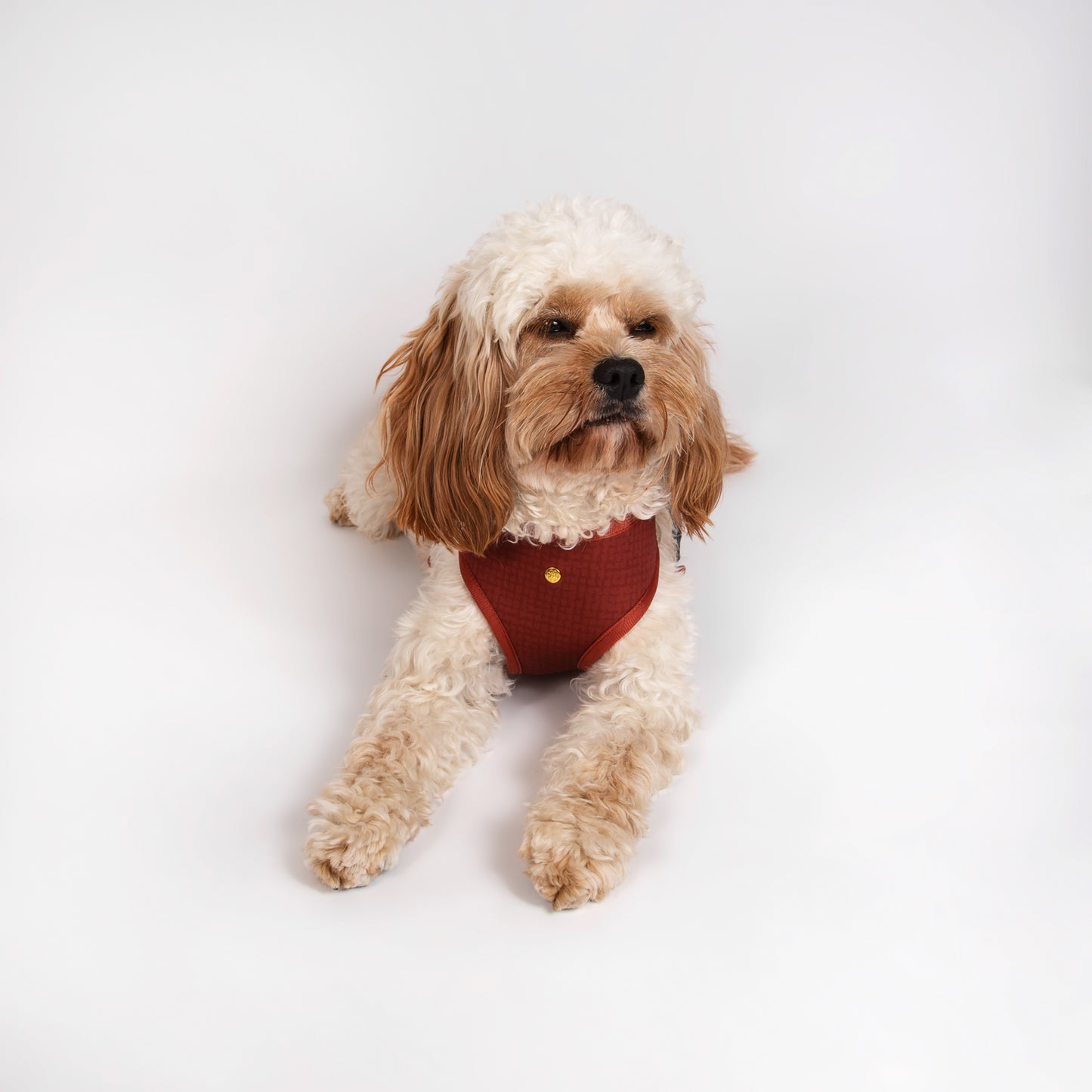 Pata Paw autumn crunch reversible harness as seen in a medium-sized dog. Reverse design showing a timeless and chic texture pattern in pecan brown.