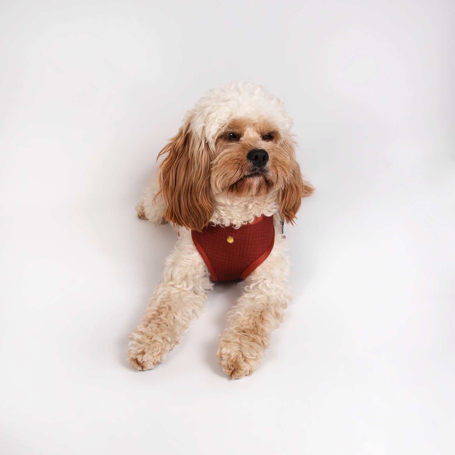 Pata Paw autumn crunch reversible harness as seen in a medium-sized dog. Reverse design showing a timeless and chic texture pattern in pecan brown.