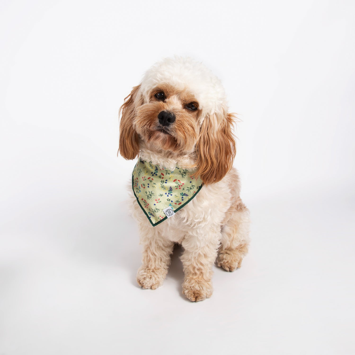 Pata Paw alpine wildflowers bandana as seen on a medium-sized dog.
