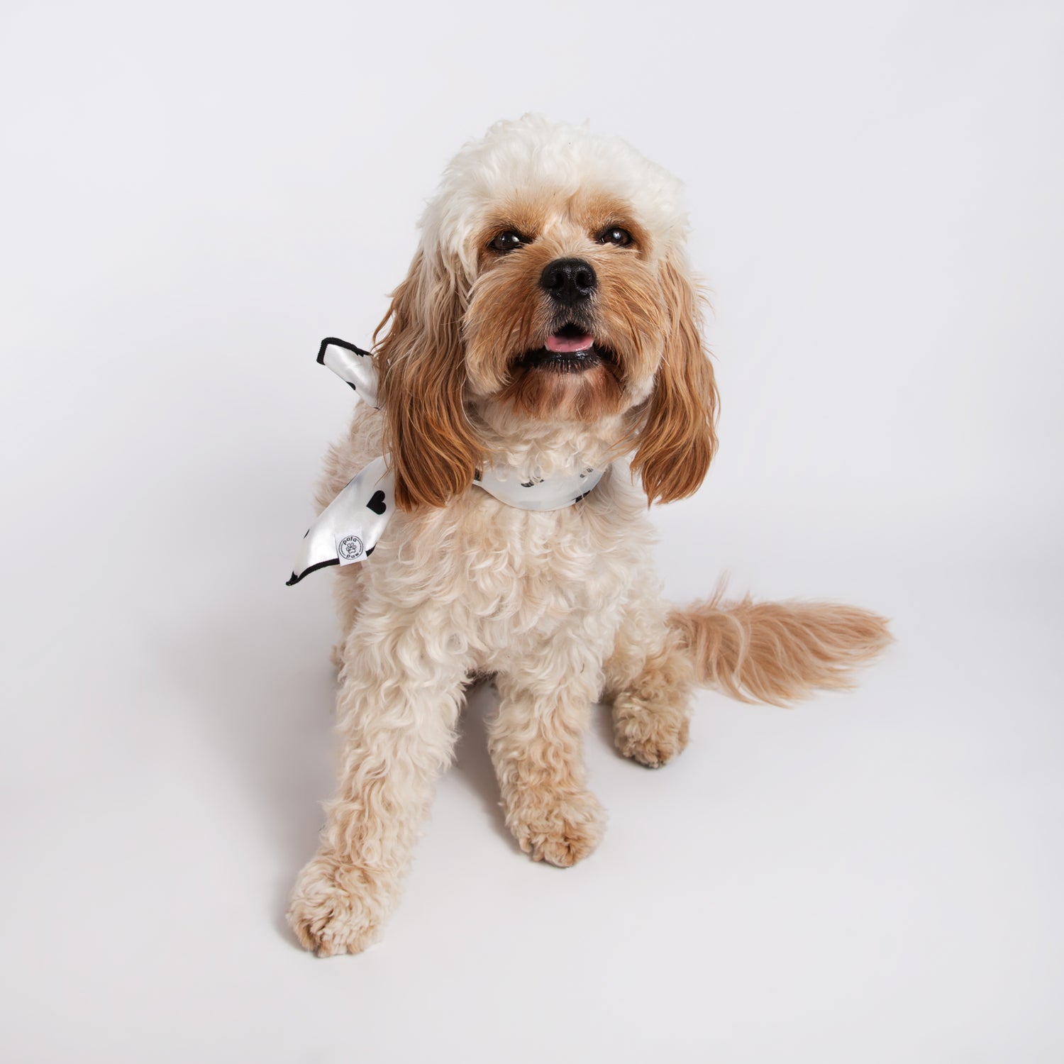 Pata Paw classic hearts bandana as seen on a medium-sized dog.