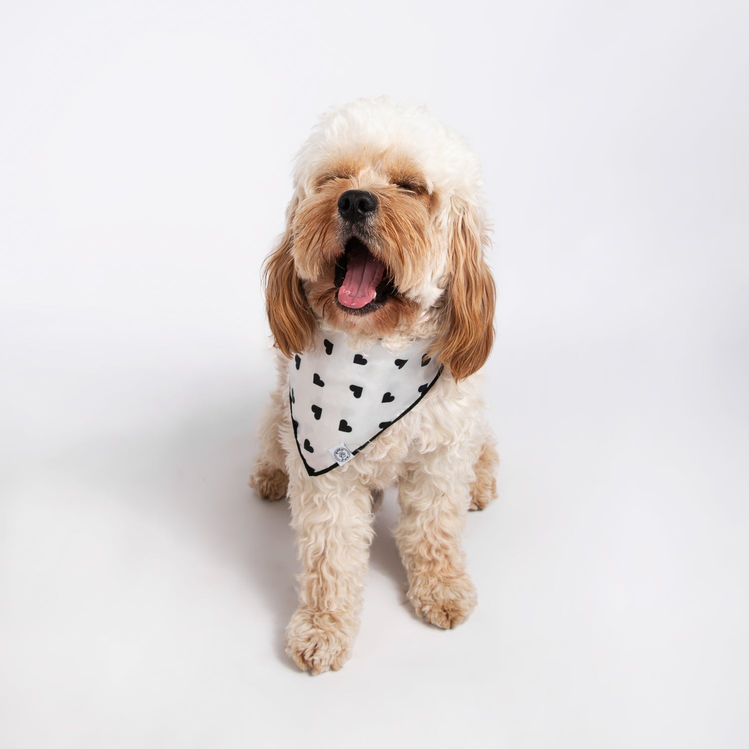Pata Paw classic hearts bandana as seen on a medium-sized dog.