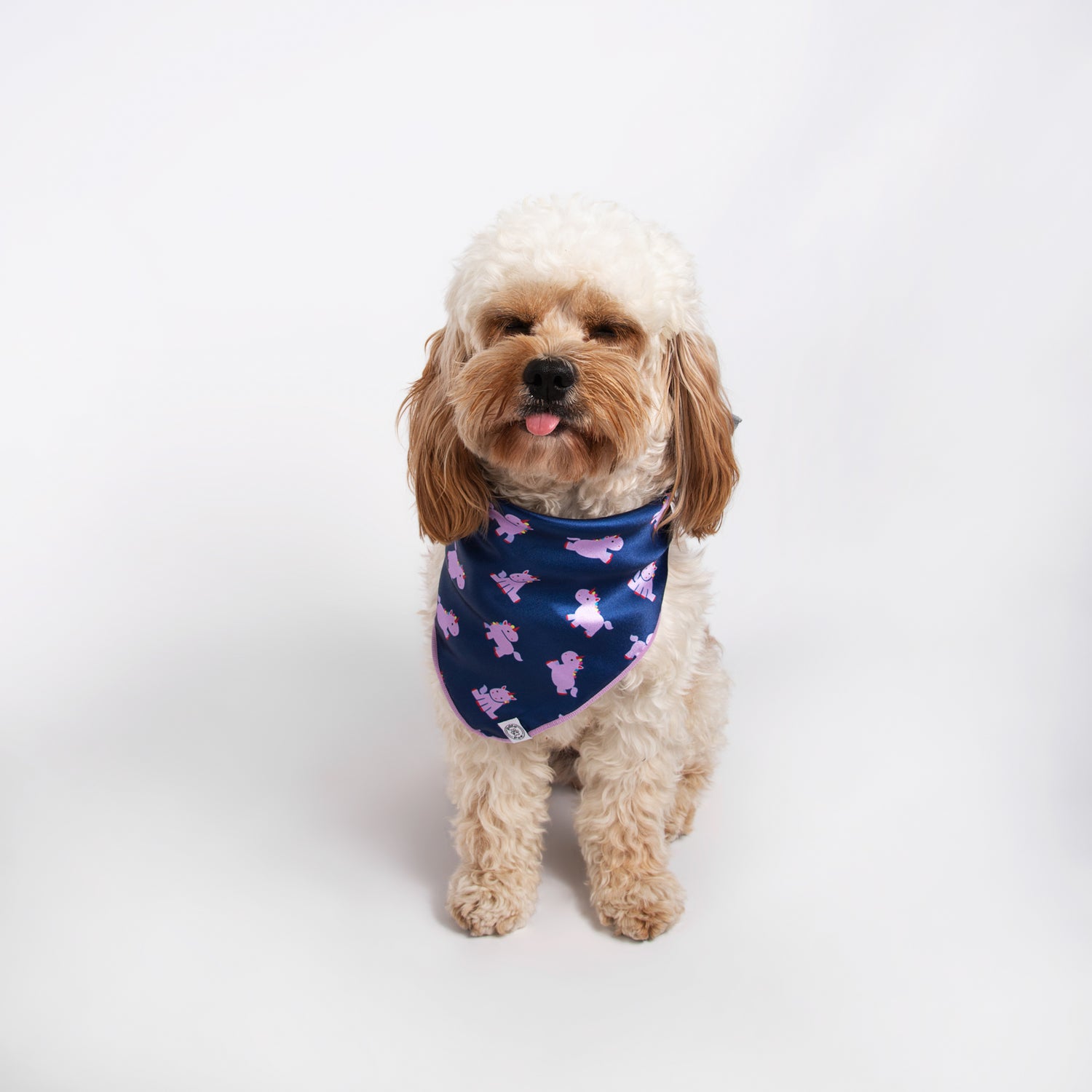Pata Paw hero unicorn bandana as seen on a medium-sized dog.