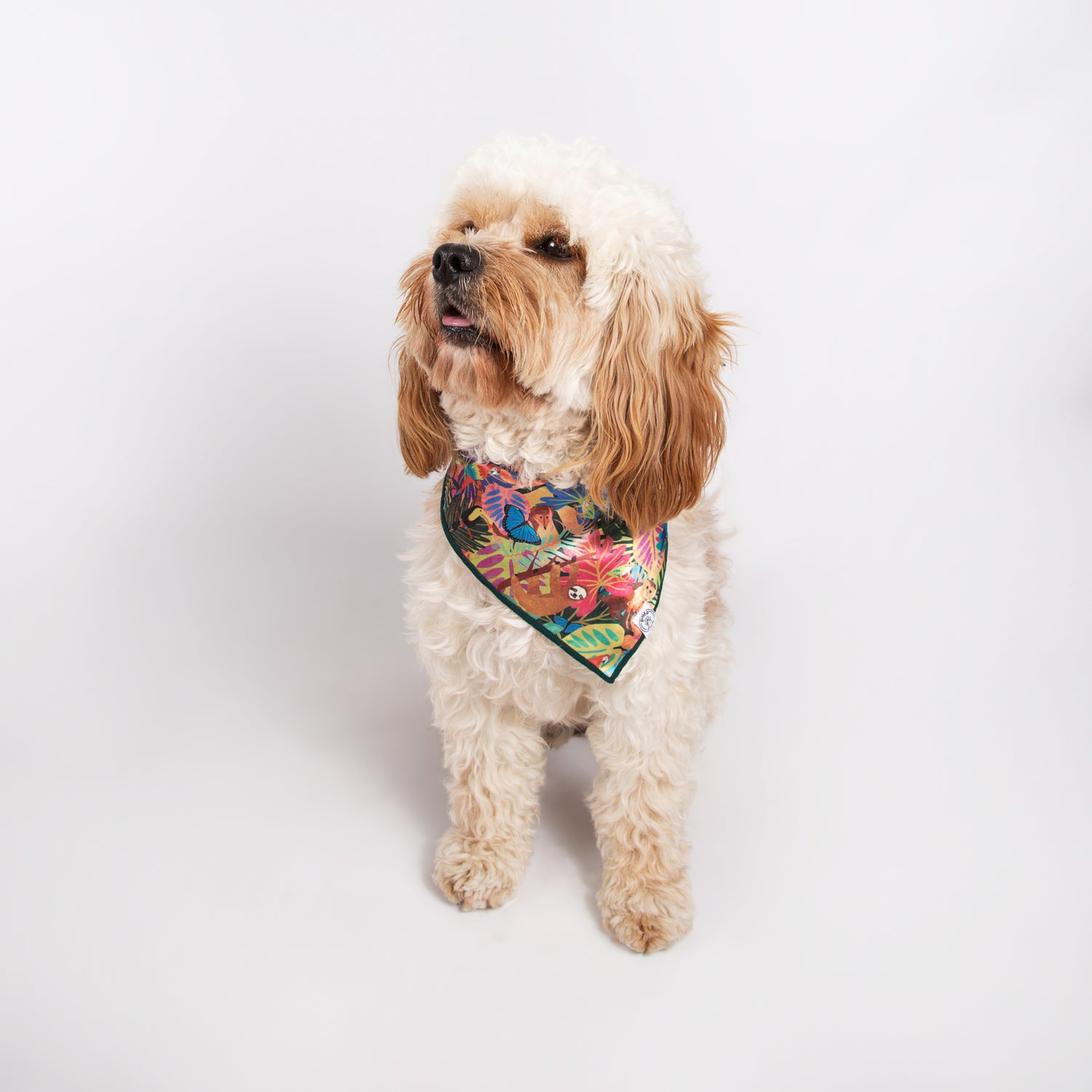 Pata Paw Costa Rican rainforest bandana as seen on a medium-sized dog.