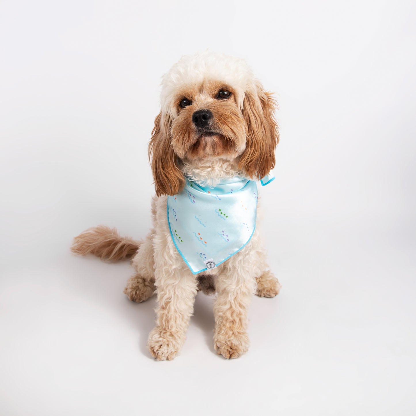 Pata Paw Costa Rican sea life bandana as seen on a medium-sized dog.