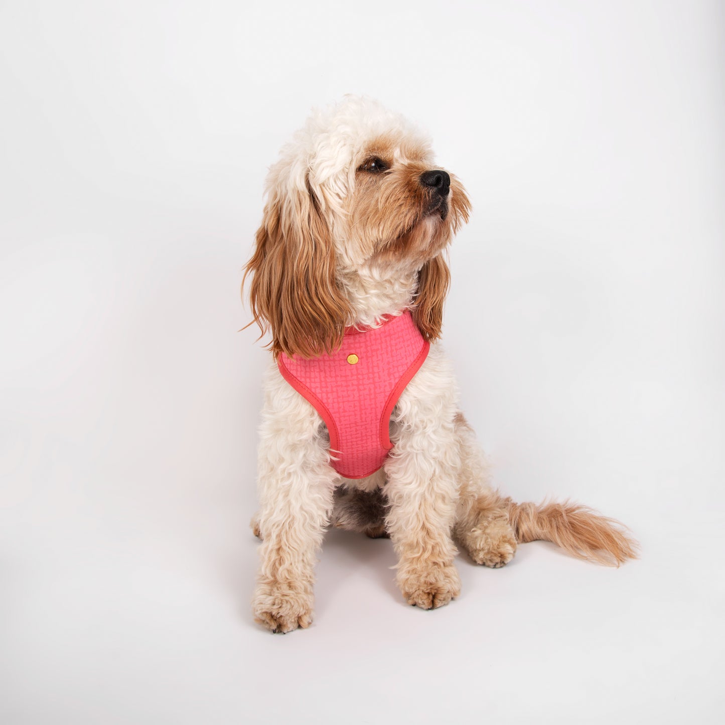 Pata Paw blush hearts reversible harness as seen in a medium-sized dog. Reverse design showing a a timeless and chic texture pattern in blush.