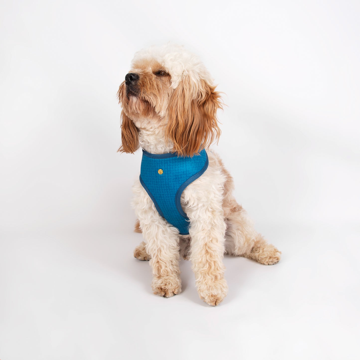 Pata Paw boops reversible harness as seen in a medium-sized dog. Reverse design showing a timeless and chic texture pattern in aegean blue.