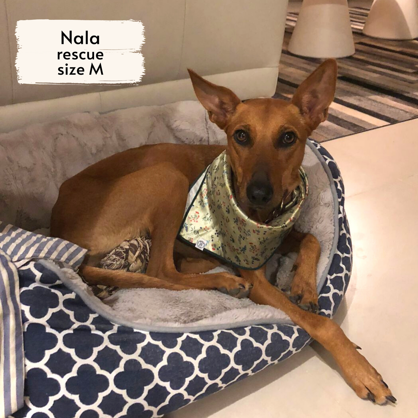 Pata Paw Alpine Wildflower bandana as seen on a medium size dog, Nala, a rescue dog