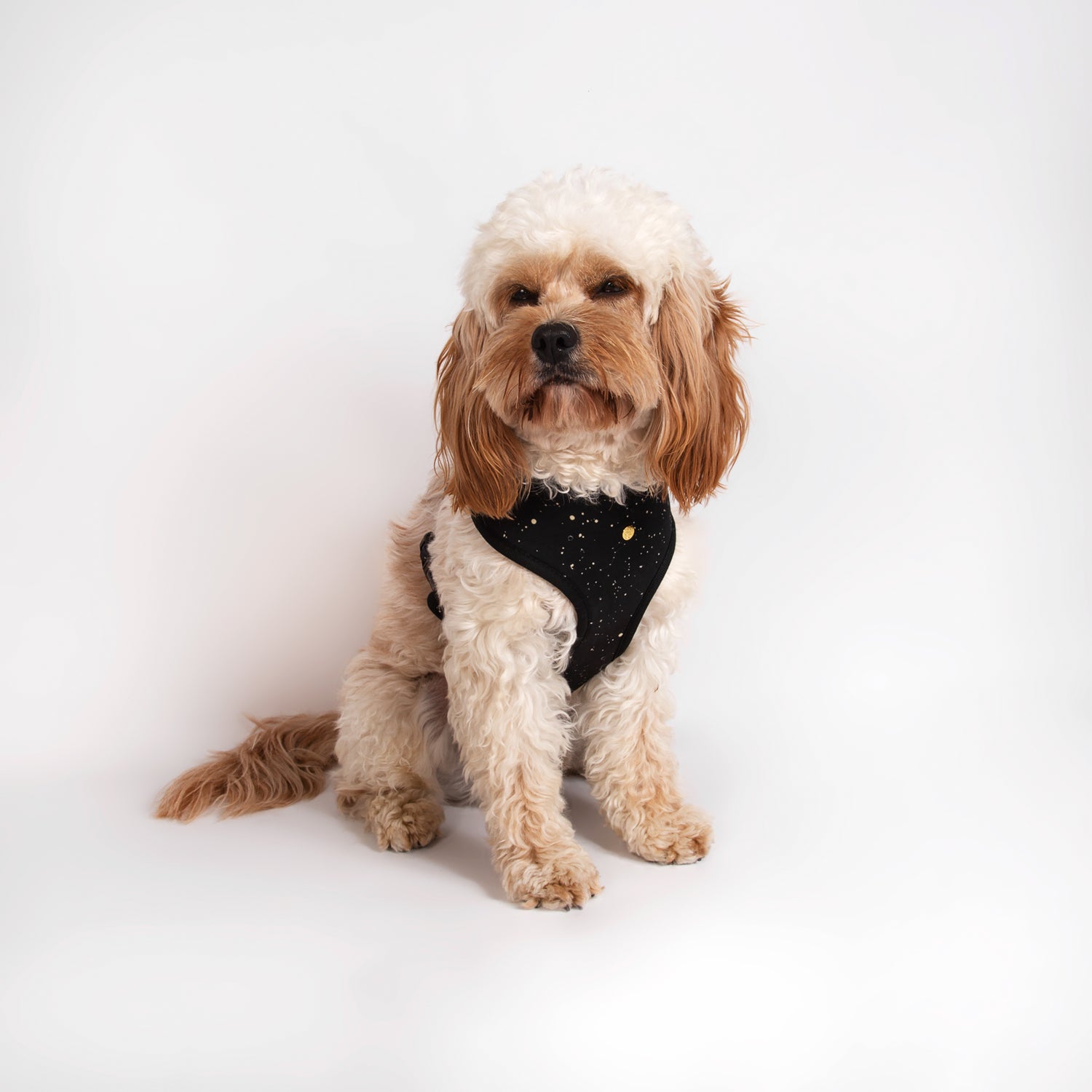 Pata Paw space explorer harness as seen in a medium-sized dog. Reverse design showing a starry night.