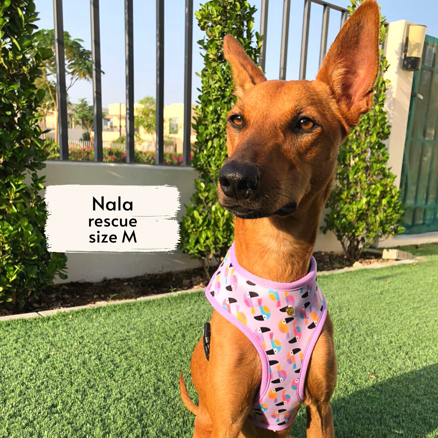 Pata Paw Toucan Tropics harness as seen on a medium size dog, Nala, a rescue dog