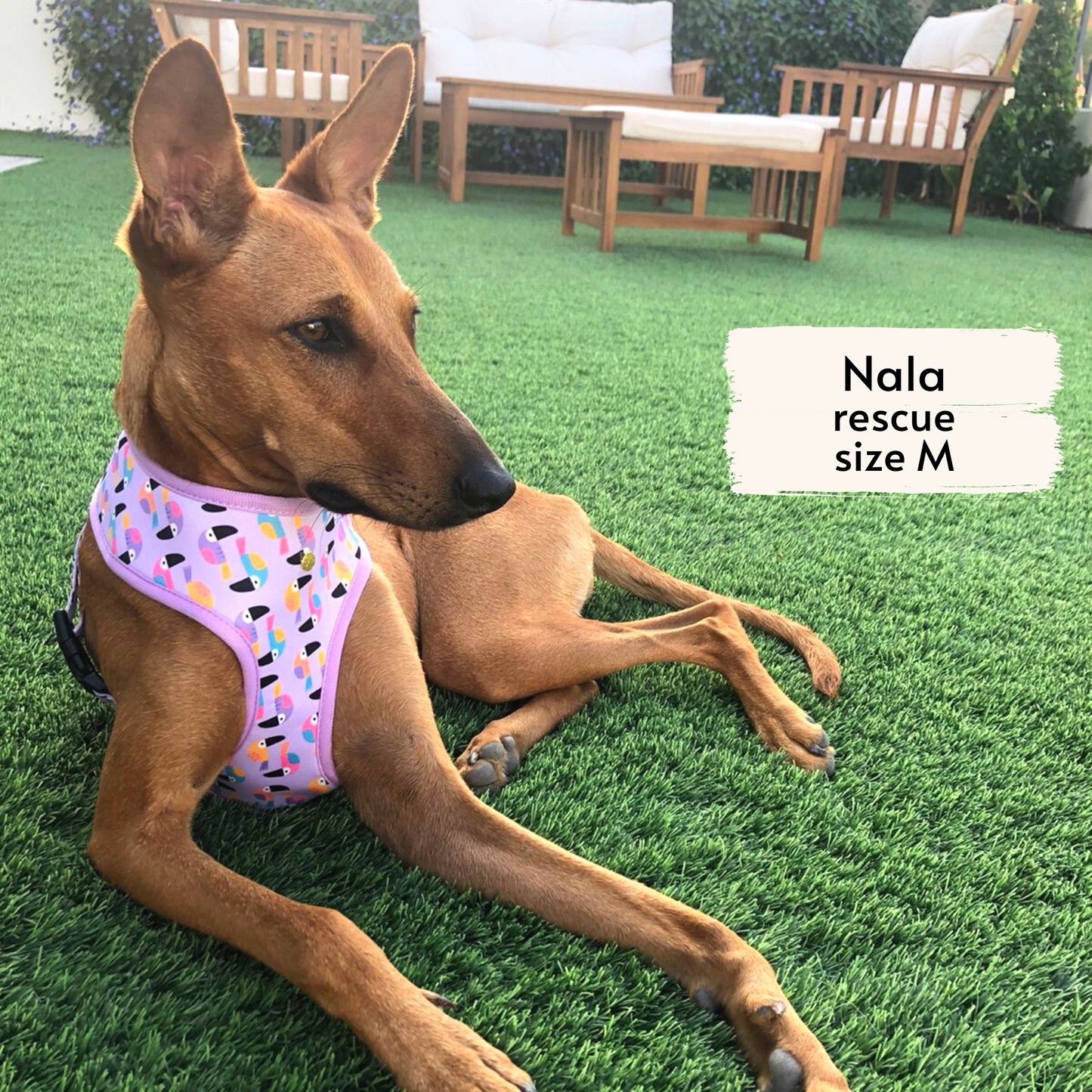 Pata Paw Toucan Tropics harness as seen on a medium size dog, Nala, a rescue dog