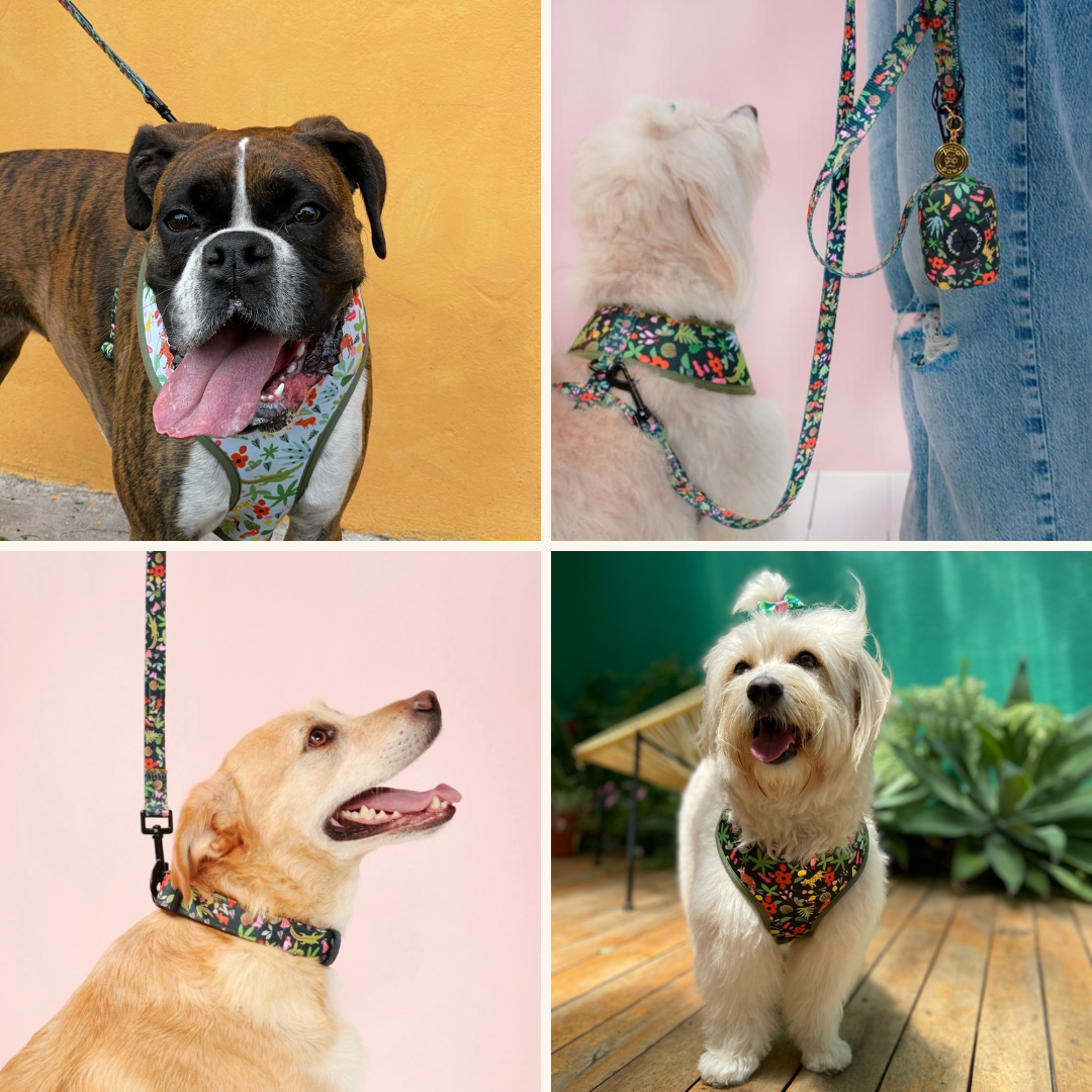 Pics of dogs wearing Pata Paw Holalola collab