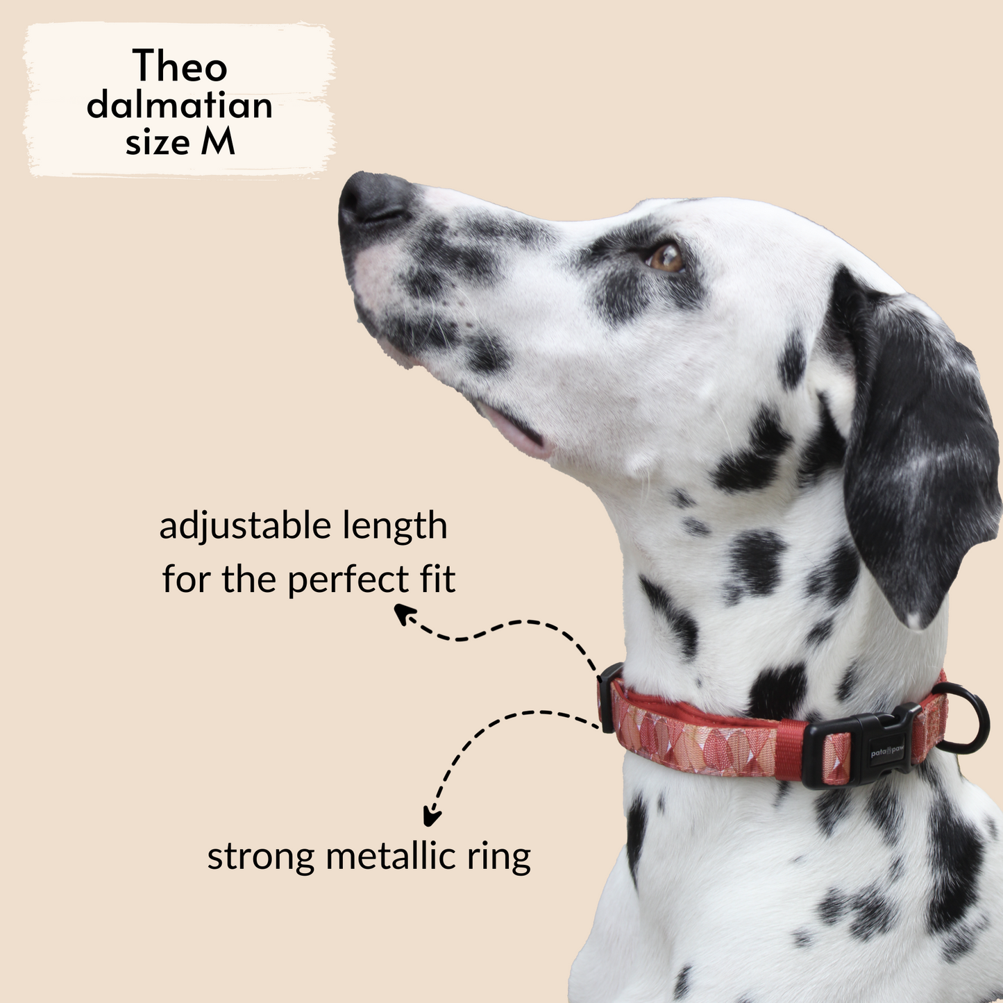 pata paw autumn crunch collar as seen on Theo, a dalmatian