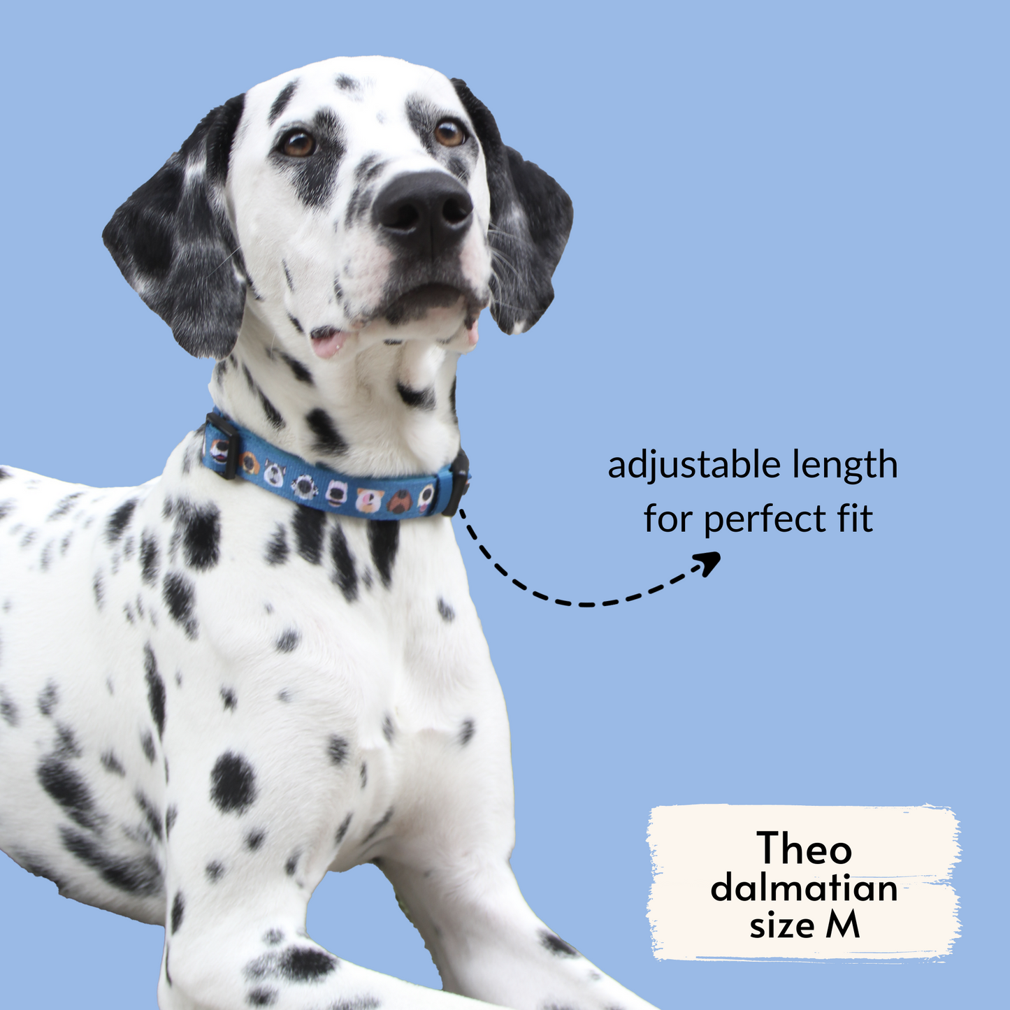 pata paw boops collar as seen on Theo, a dalmatian