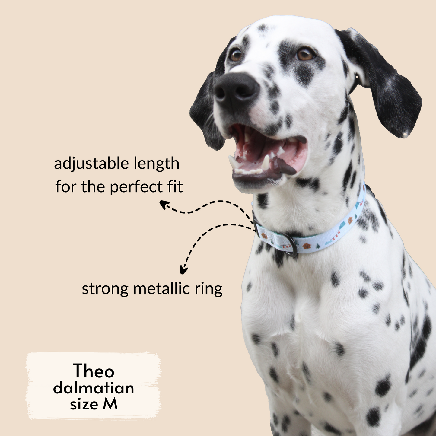 pata paw les alpes collar as seen on Theo, a dalmatian