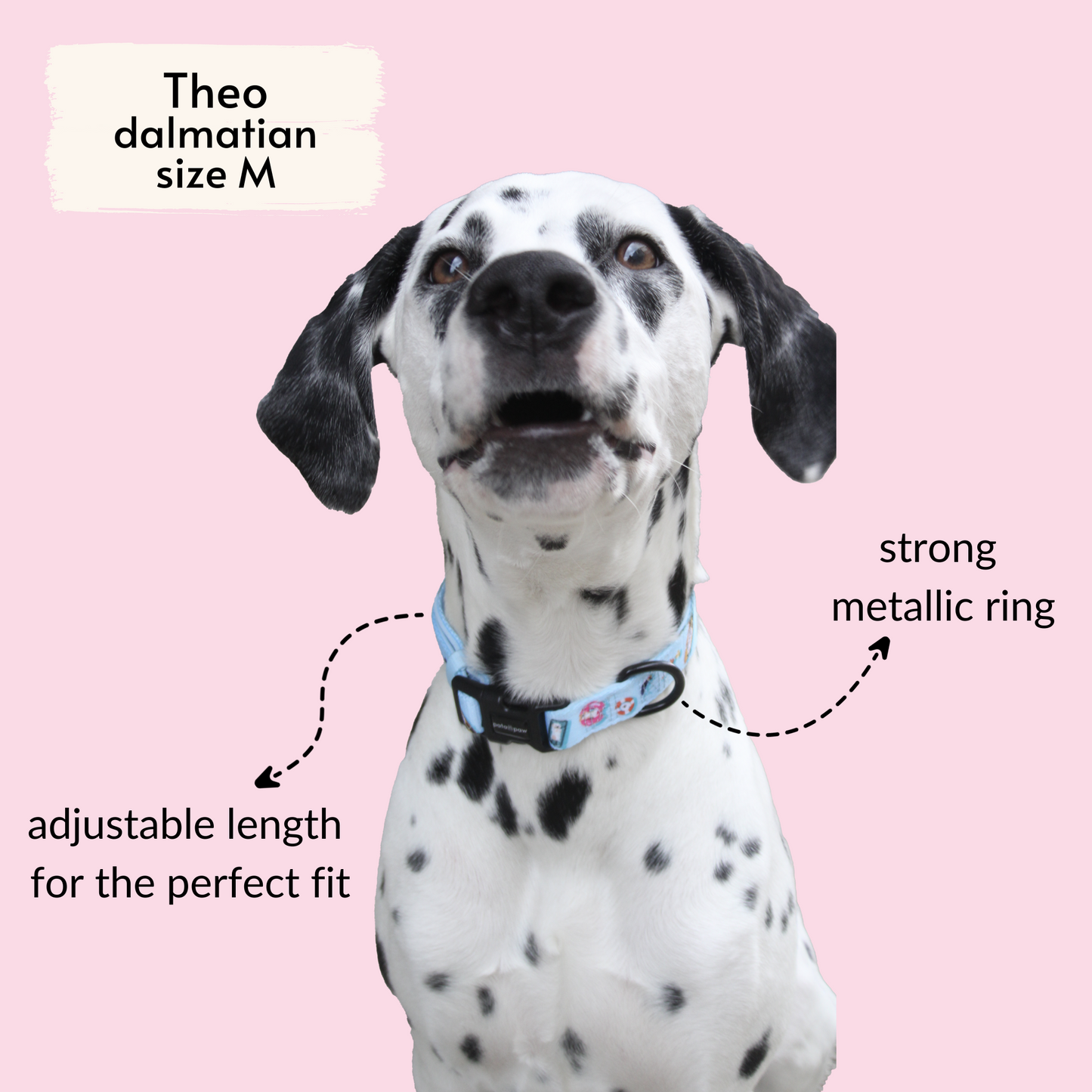 pata paw blue pool pups collar as seen on Theo, a dalmatian