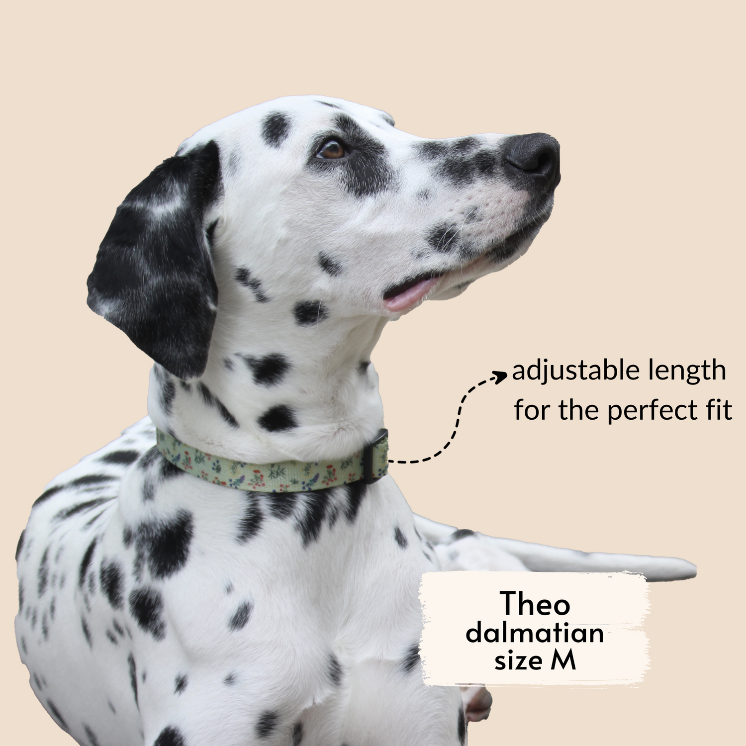 pata paw alpine wildflowers collar as seen on Theo, a dalmatian