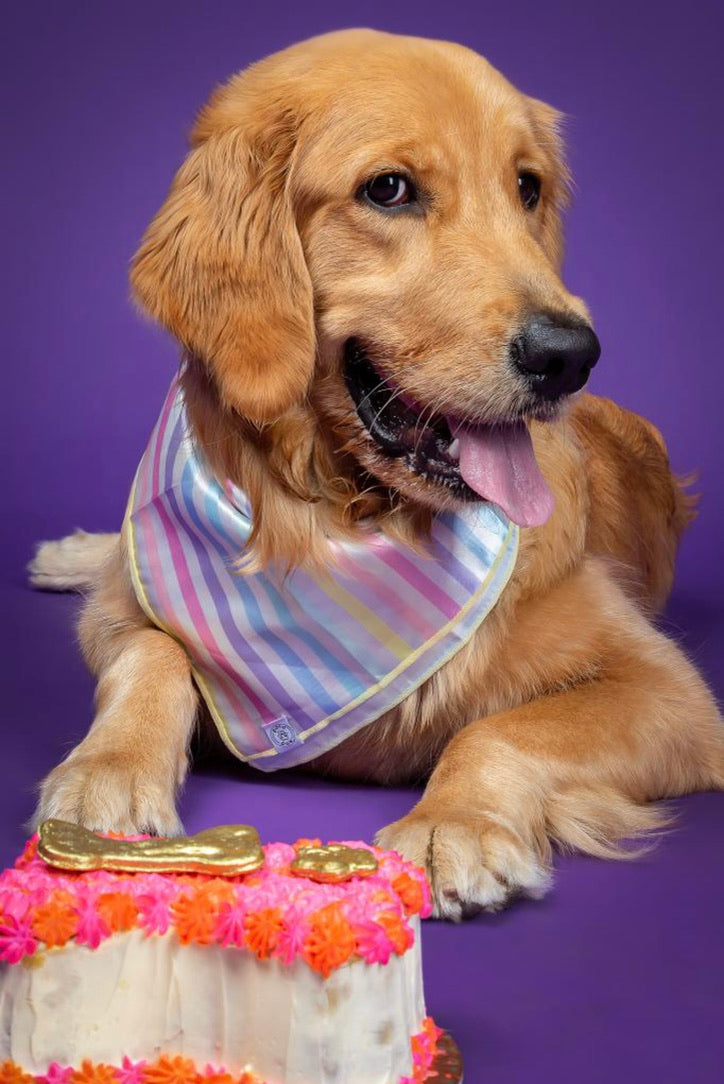 rainbow stripes bandana