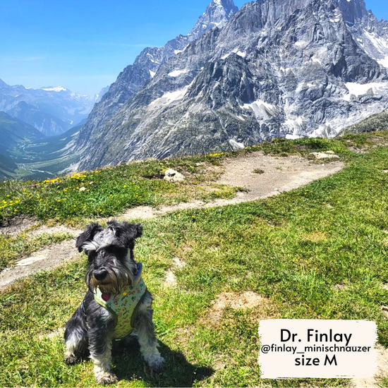 Finlay wearing Pata Paw's dog harness in a size M. He is wearing our Alpine Wildflowers harness in his hike around the Swiss Alps.
