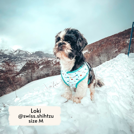 Loki wearing Pata Paw's dog harness in a size M while playing in the snow.