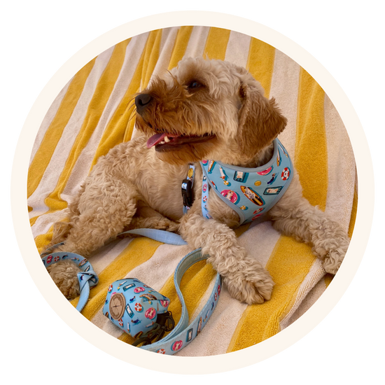 Gwildy, Cavapoo living in Geneva, wearing Pata Paw's Pool Pups harness