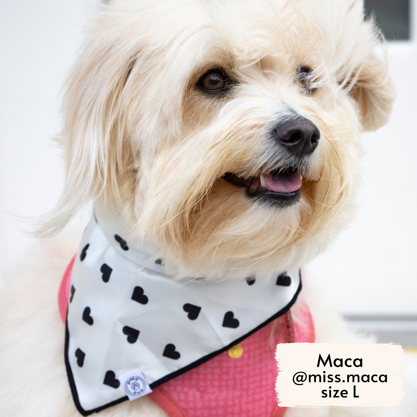 Closeup of Miss Maca, fluffy rescue dog influencer, wearing Pata Paw's Blush Hearts Harness in a size L