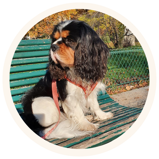 Cajou, cavalier king charles spaniel in Paris, wearing Pata Paw's forest crunch dog harness