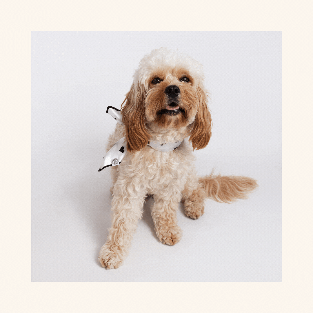 Norberto, cavapoo, showing multiple styles to tie Pata Paw's dog bandanas.