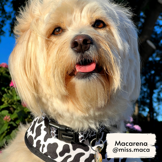 Macarena wearing Pata Paw's moo dog collar