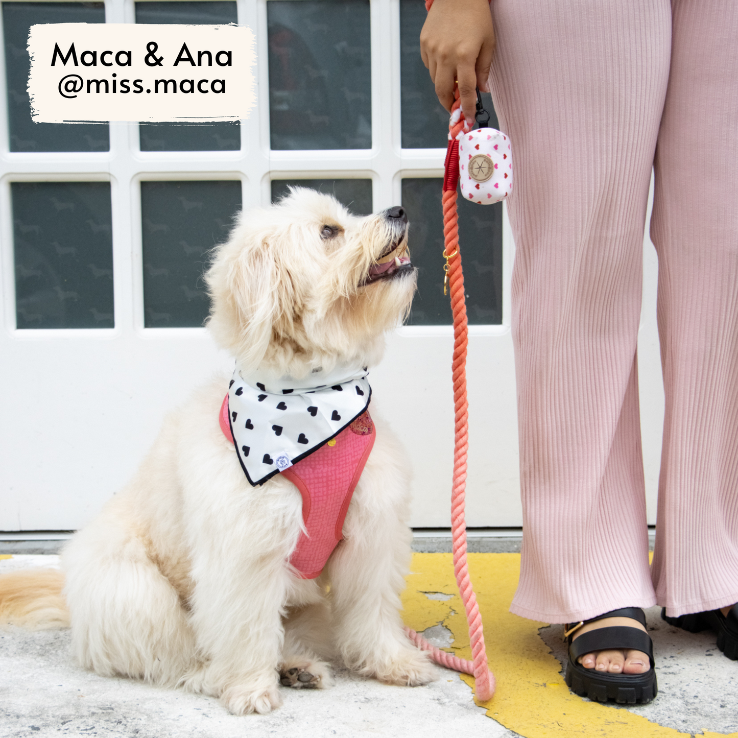 Miss Maca, fluffy dog influencer, wearing Pata Paw's Blush Harness and Blush Rope Leash