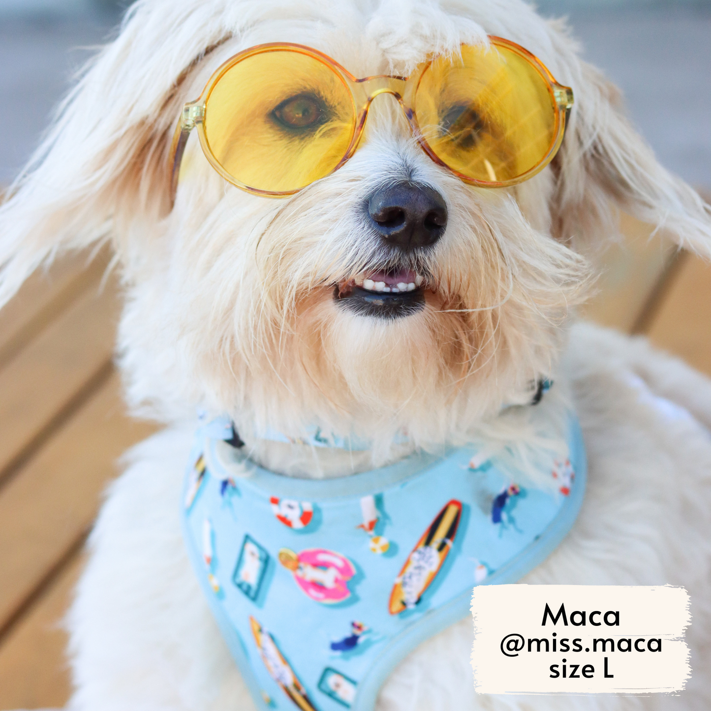 Miss Maca, fluffy rescue dog influencer, wearing Pata Paw's Pool Pups harness (size L) and collar