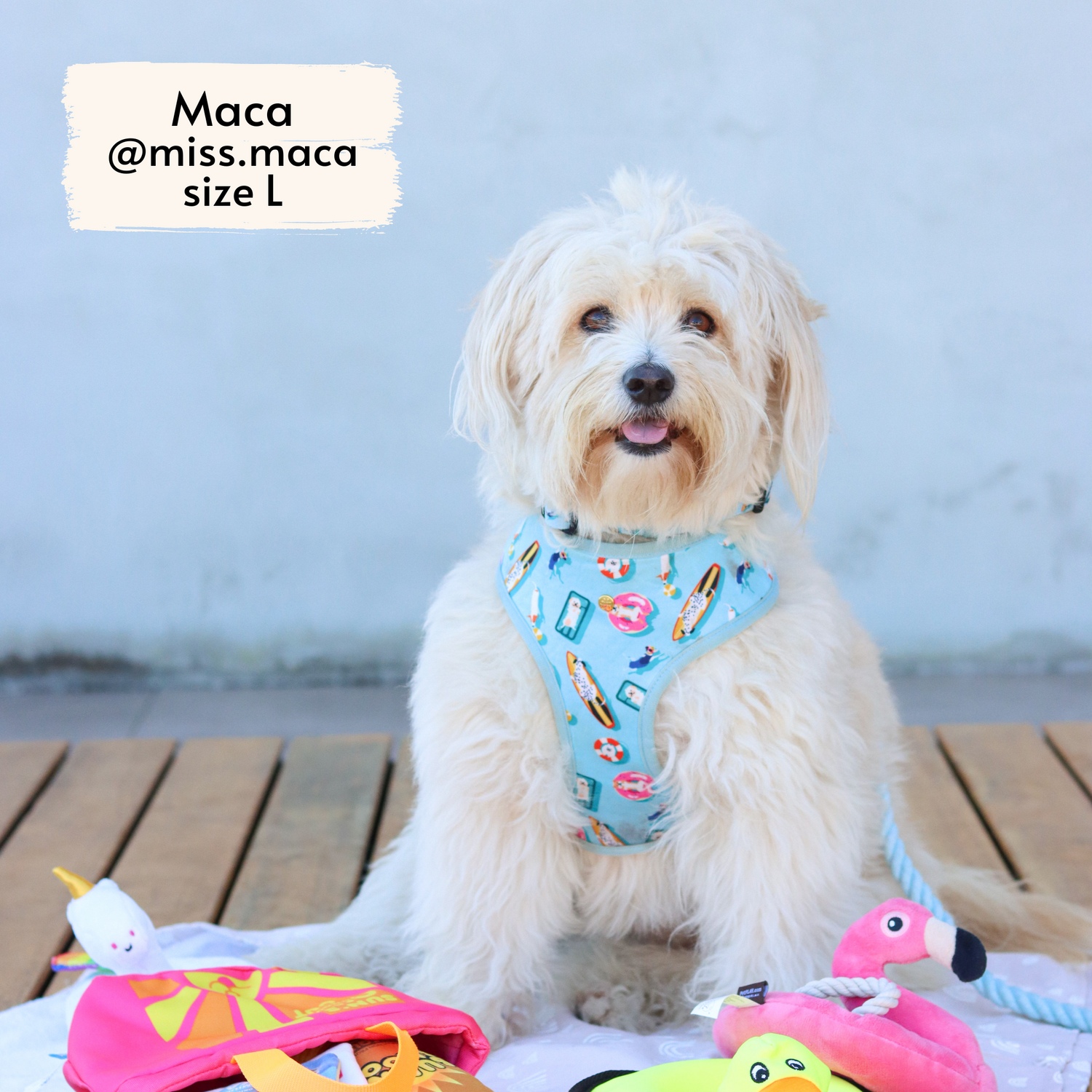 Miss Maca, fluffy rescue dog influencer, wearing Pata Paw's Pool Pups harness (size L)