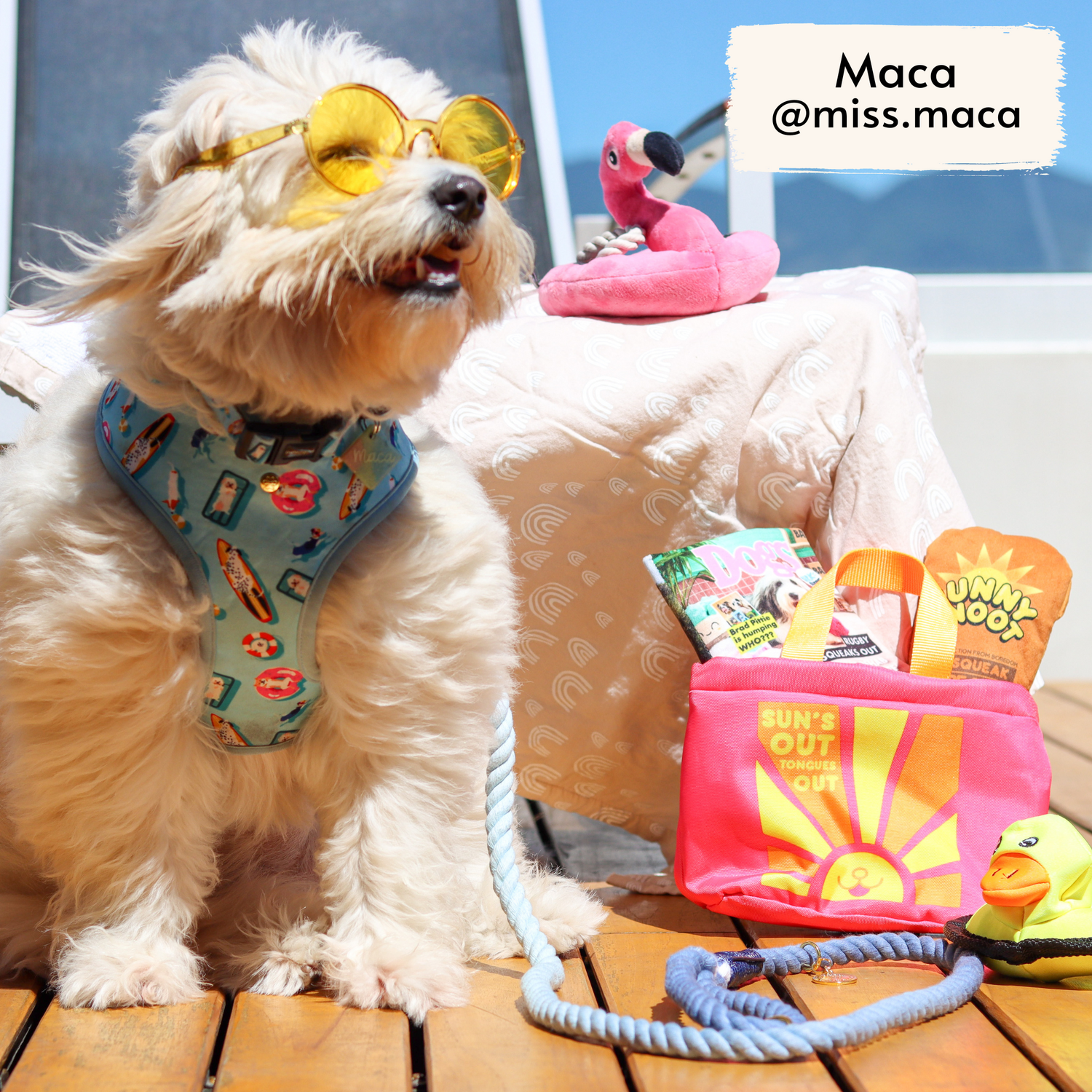 Miss Maca, fluffy rescue dog influencer, wearing Pata Paw's Pool Pups harness (size L) and collar (size M)