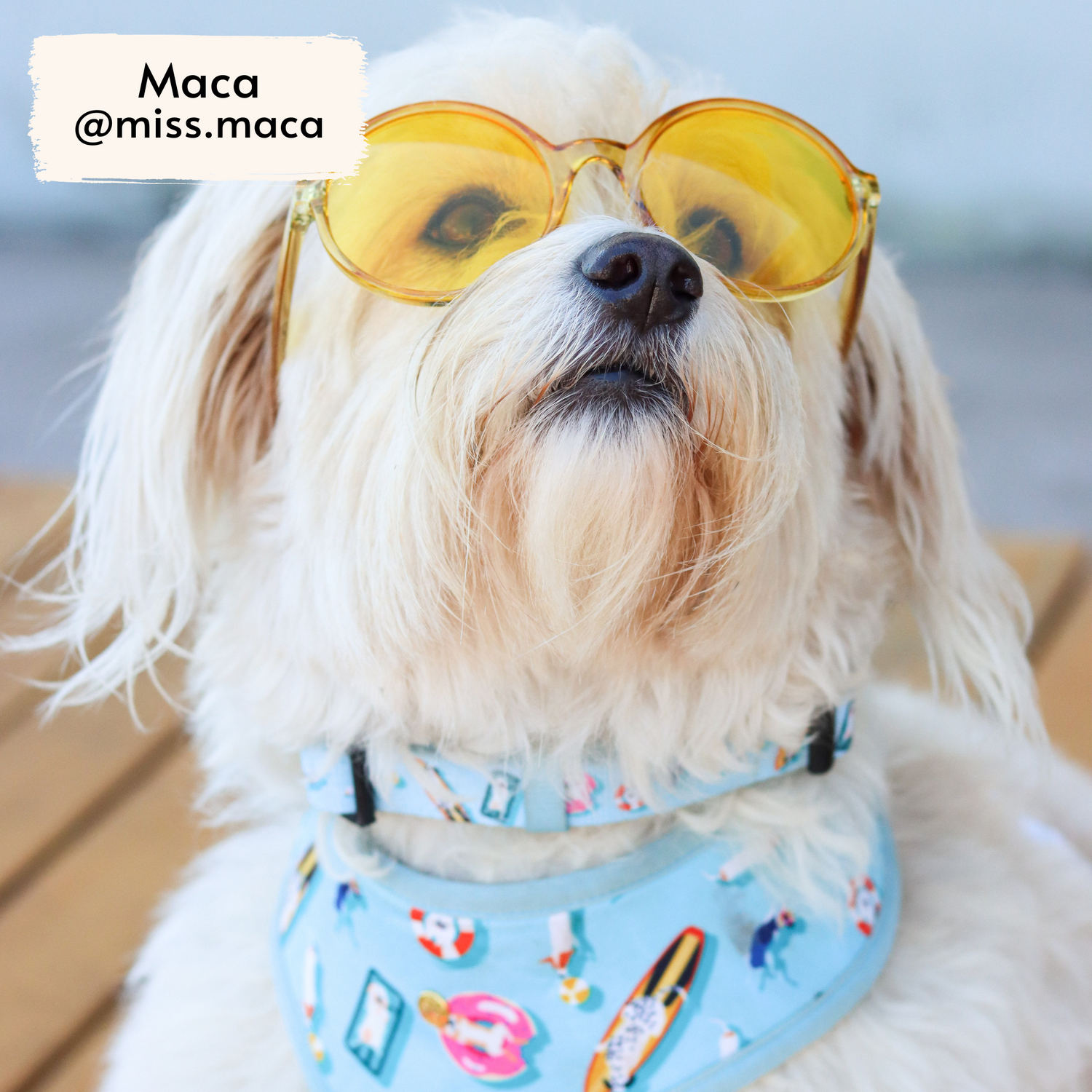 Miss Maca, fluffy rescue dog influencer, wearing Pata Paw's Pool Pups collar (size M)