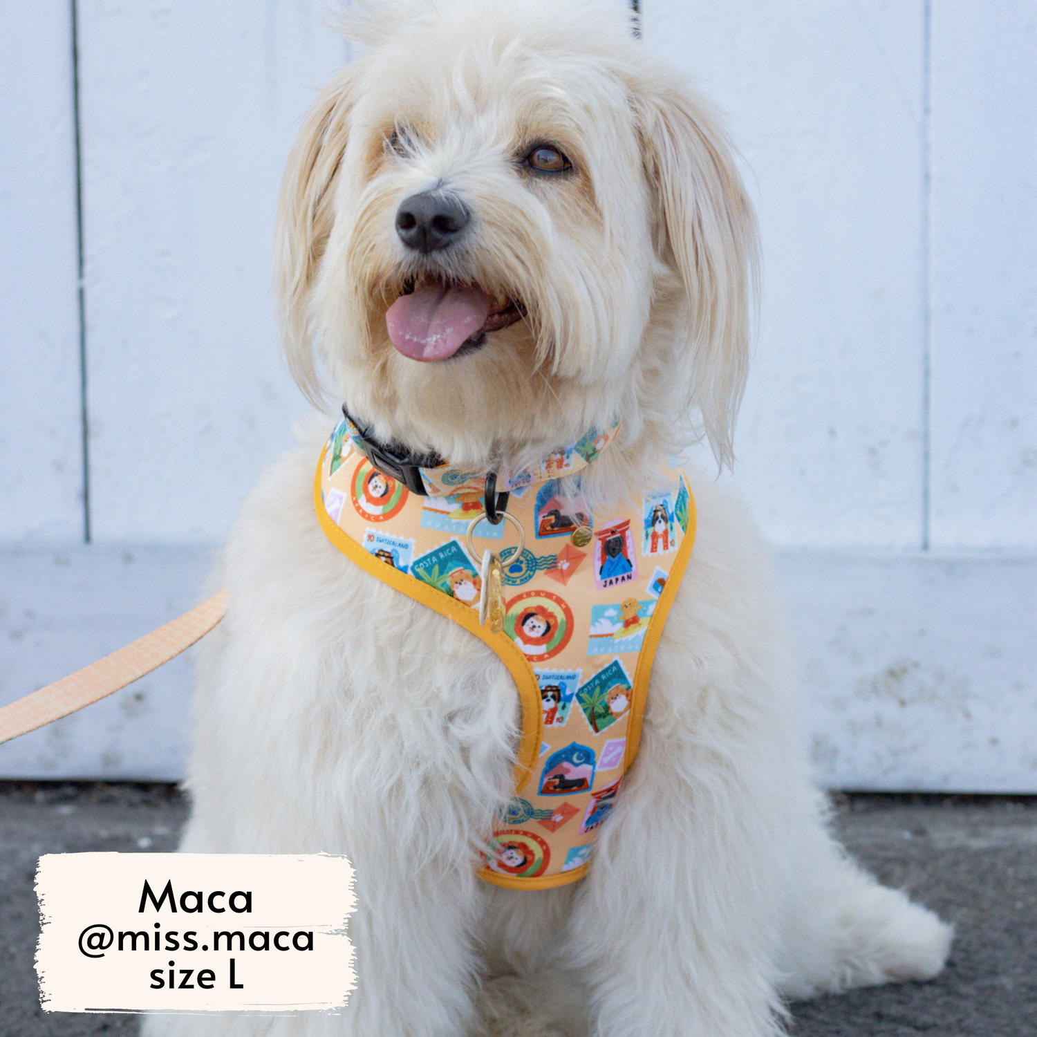 Miss Maca, fluffy dog influencer, wearing Pata Paw's Traveling Pups harness (size L)