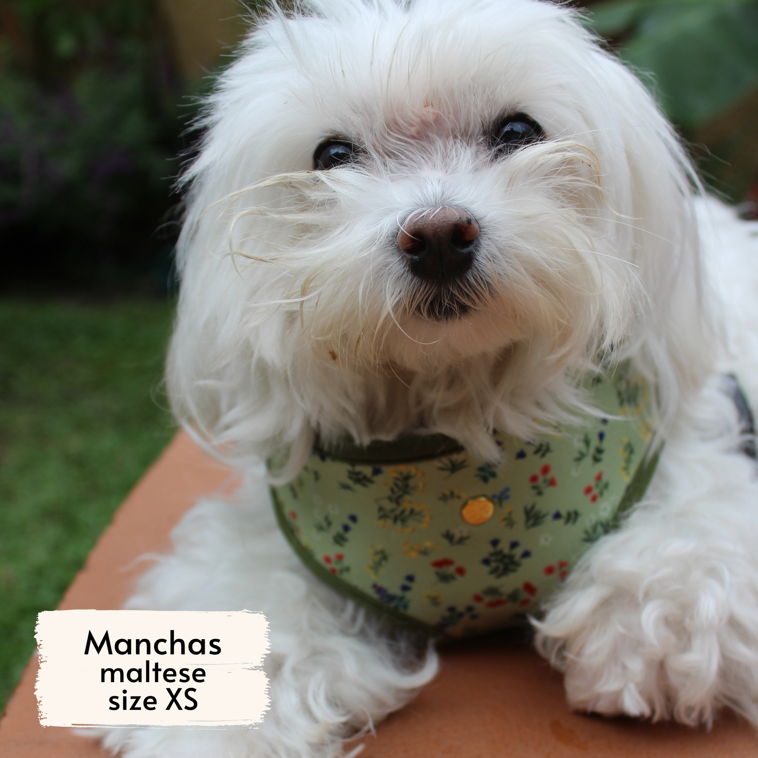 Pata Paw alpine wildflowers harness as seen on a XS dog, Manchas, a maltese