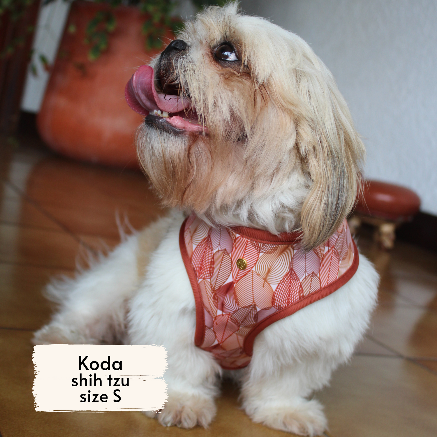 Pata Paw autumn crunch harness as seen on a small dog, Koda, a shih tzu.