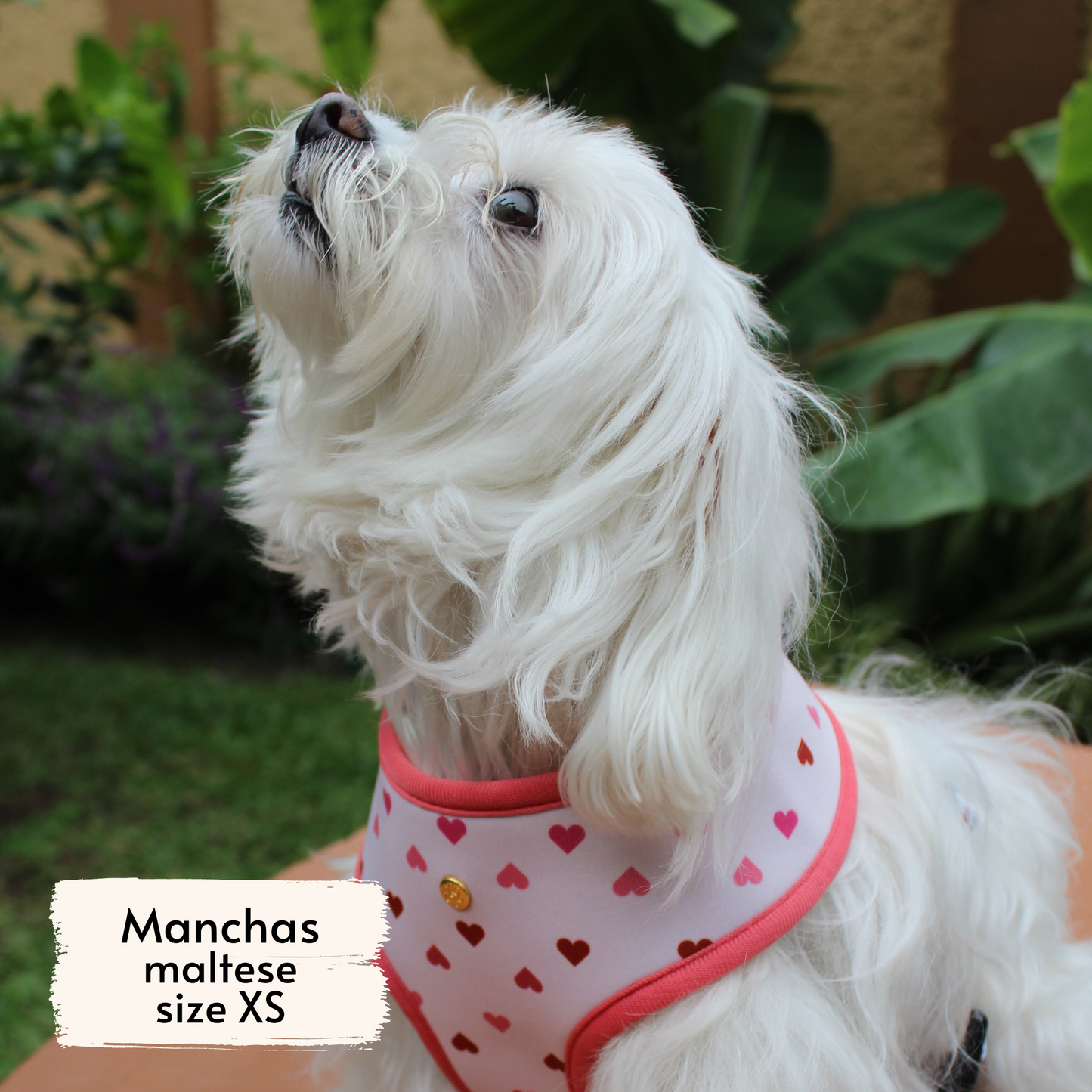 Pata Paw blush hearts harness as seen on a XS dog, Manchas, a maltese