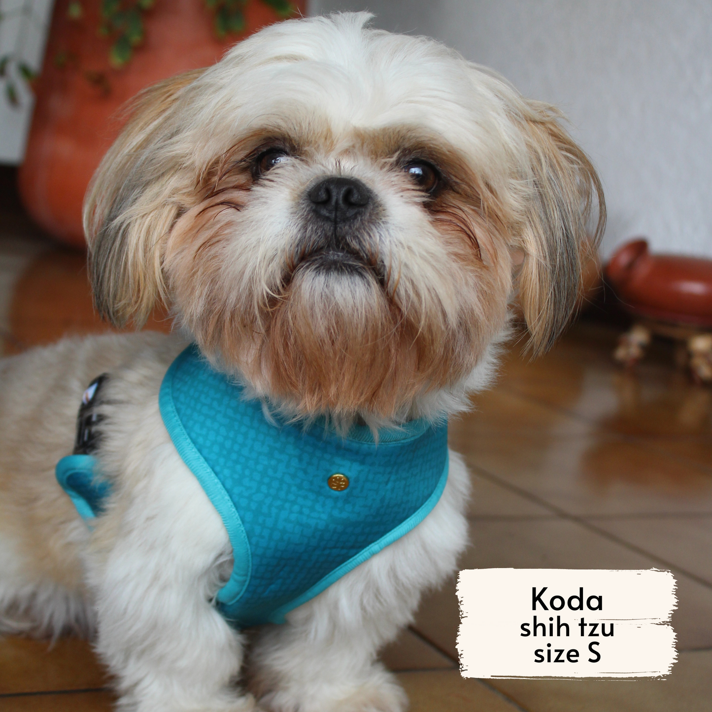 Pata Paw les alpes harness as seen on a small dog, Koda, a shih tzu.