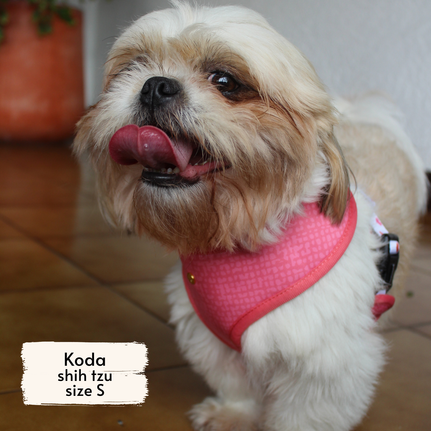 Pata Paw blush hearts harness as seen on a small dog, Koda, a shih tzu.