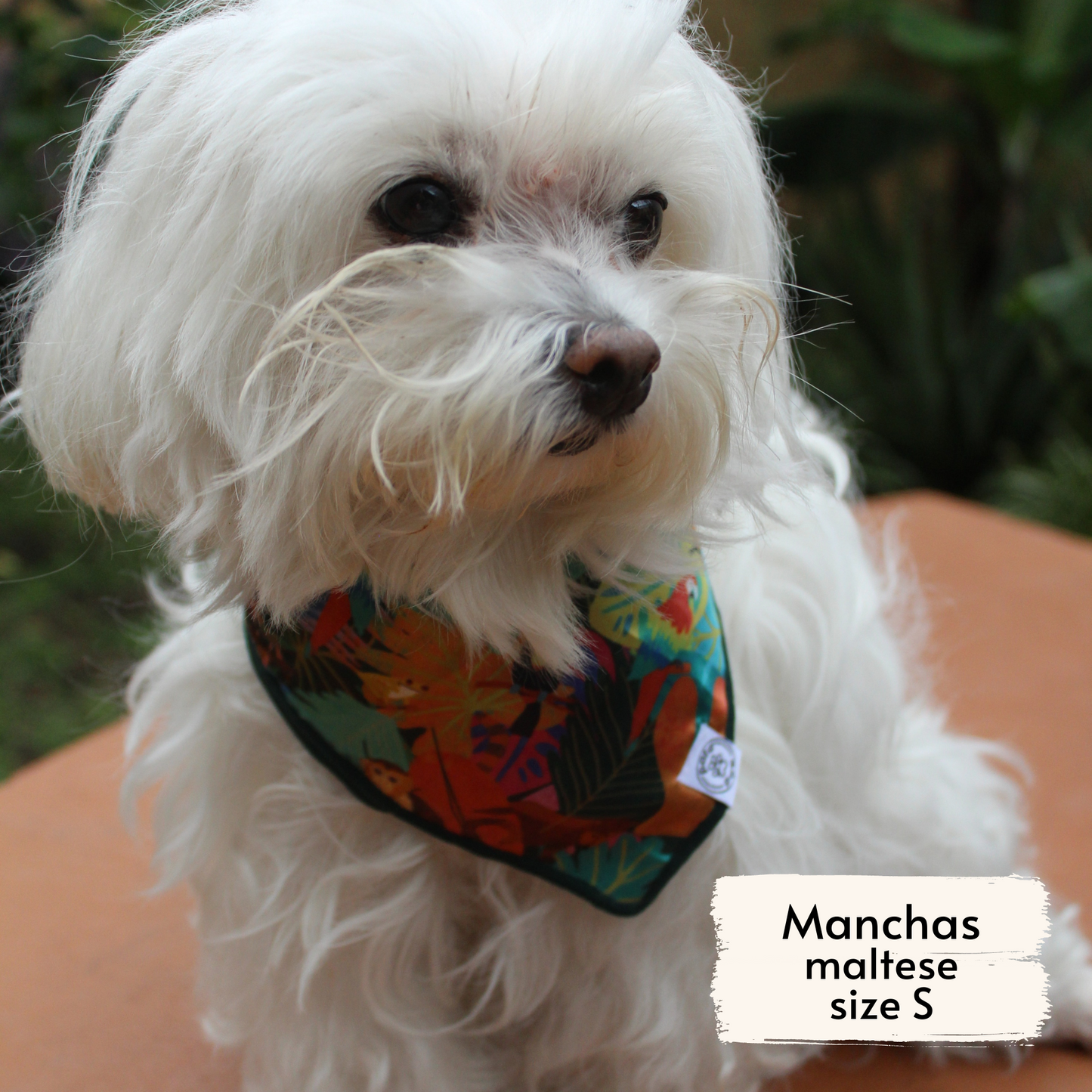 Pata Paw Costa Rican rainforest bandana as seen on a small dog, Manchas, a maltese