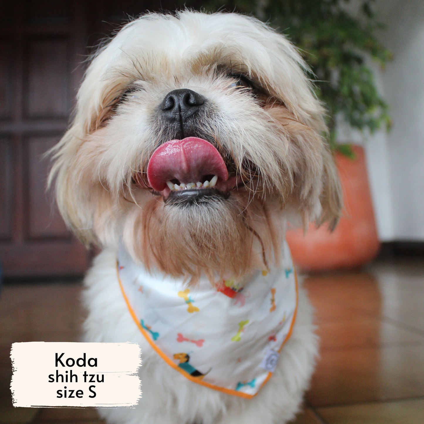 Pata Paw Pawty bandana as seen on a small dog, Koda, a shih tzu.