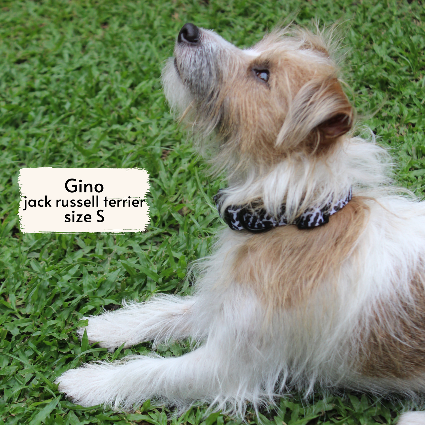 Pata Paw moo collar as seen on a small-sized dog, Gino, a Jack Russell Terrier