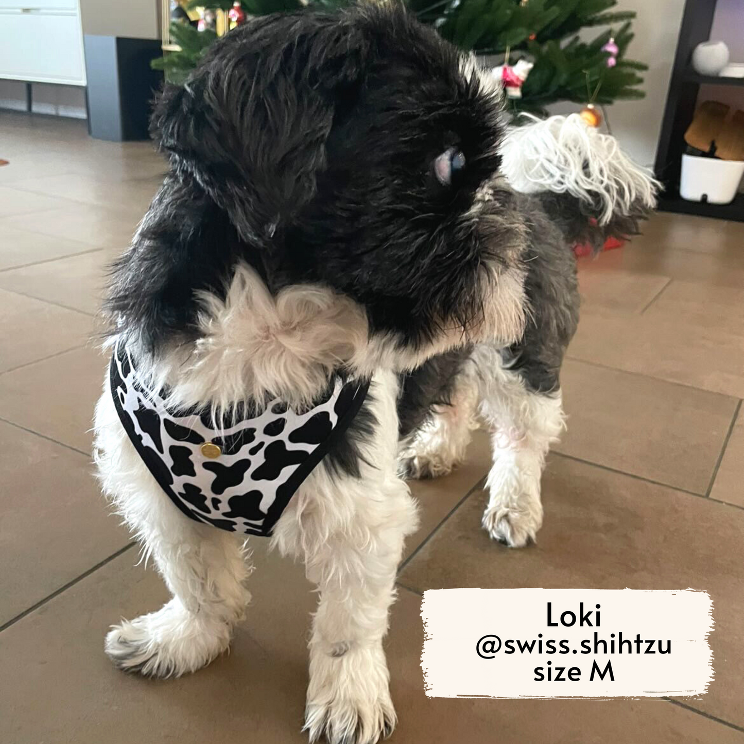Pata Paw moo harness as seen on a medium sized dog, Loki