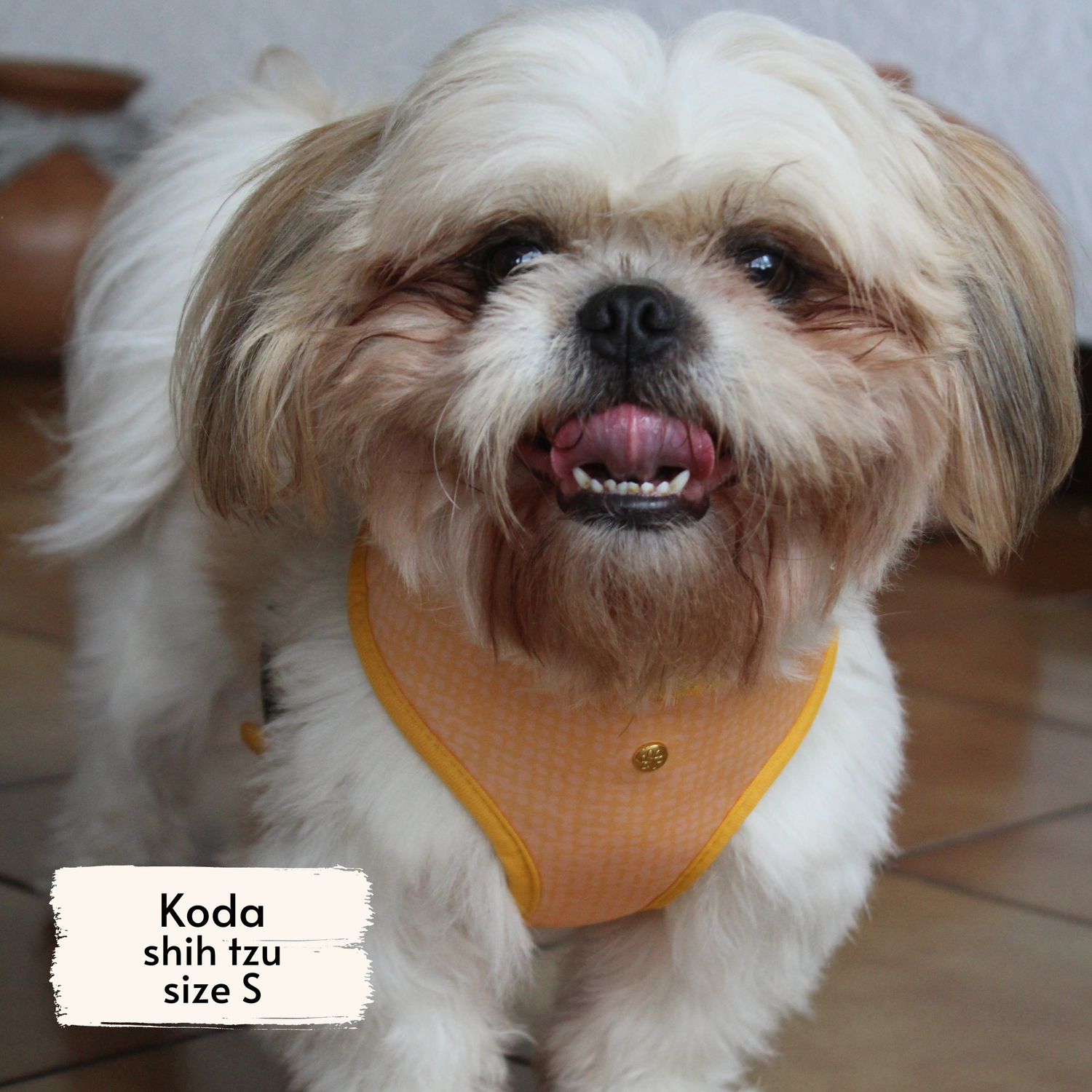 Pata Paw traveling pups harness as seen on a small dog, Koda, a shih tzu.