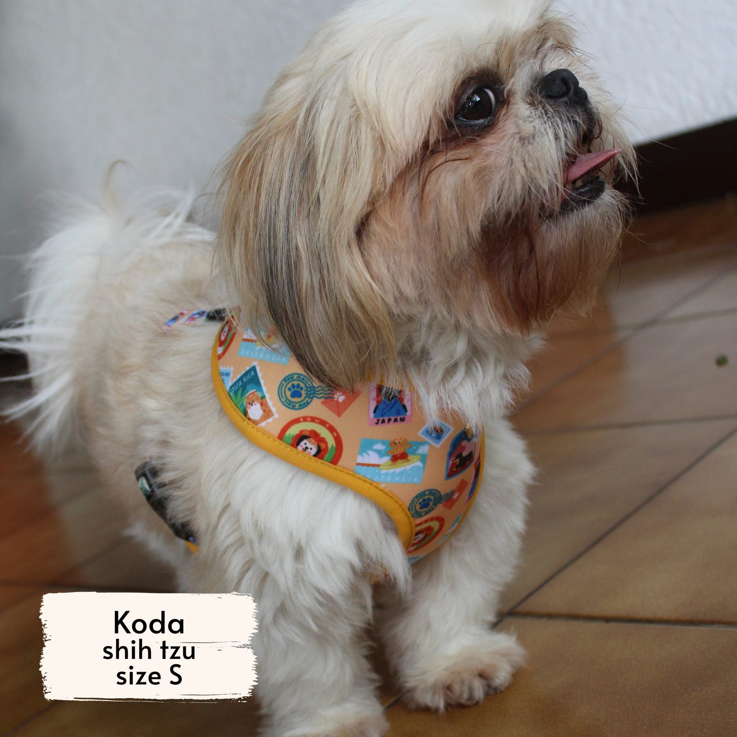 Pata Paw traveling pups harness as seen on a small dog, Koda, a shih tzu.