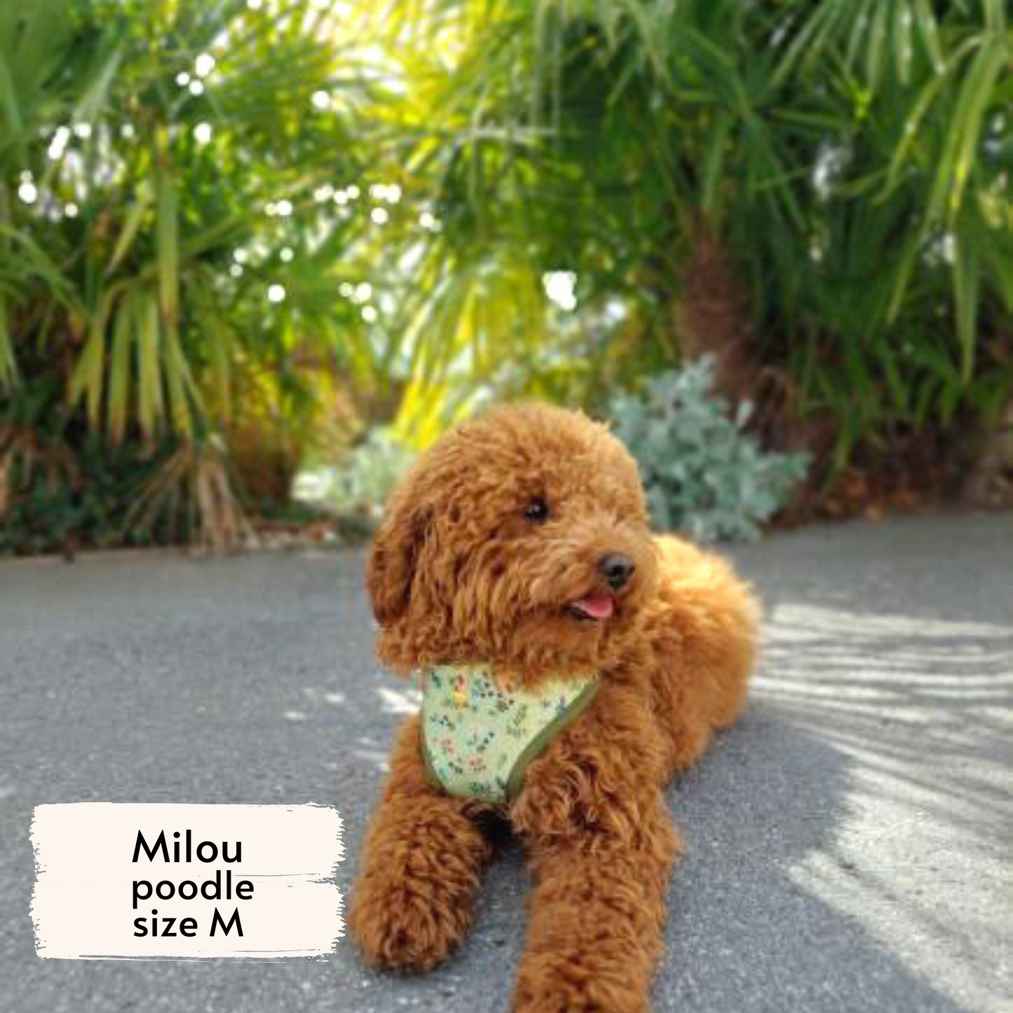 Milou, a poodle, wearing Pata Paw's Alpine Wildflowers harness (size M)